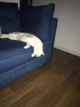 Lili