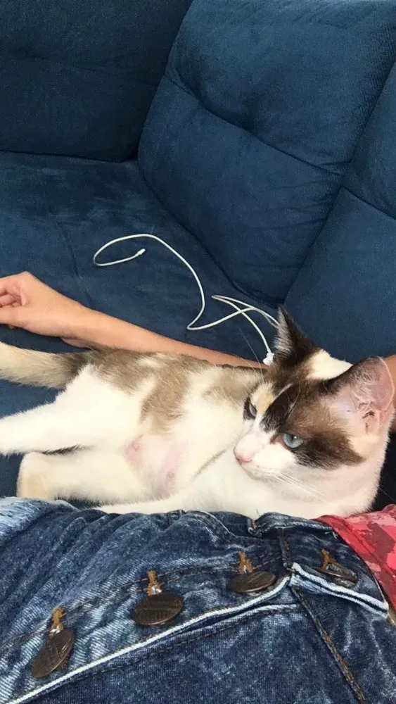 Gato ra a Sem Raça Definida idade 7 a 11 meses nome Lili