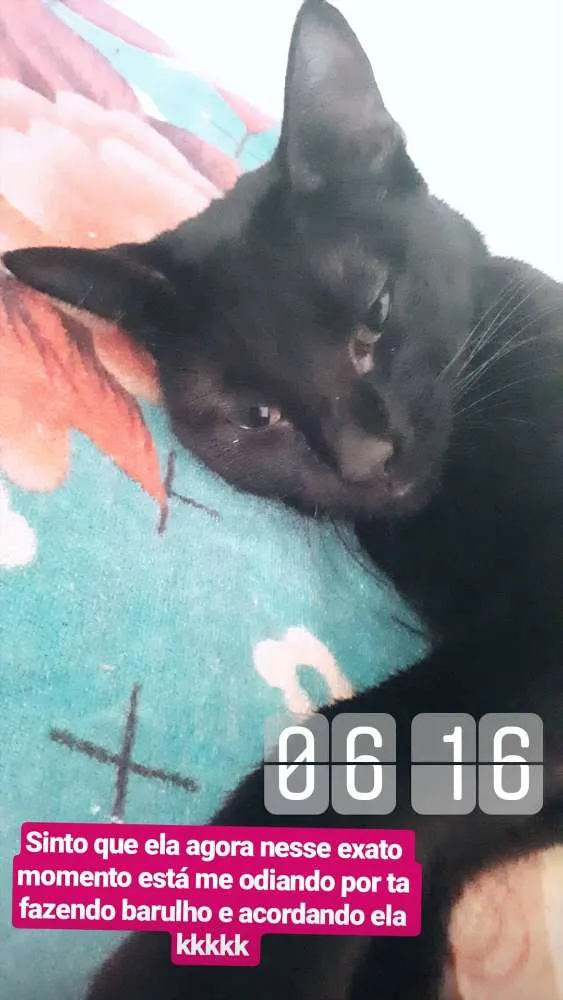 Gato ra a Não identificada idade 2 anos nome Maggie