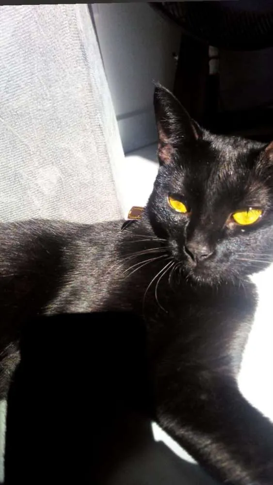 Gato ra a Não identificada idade 2 anos nome Maggie