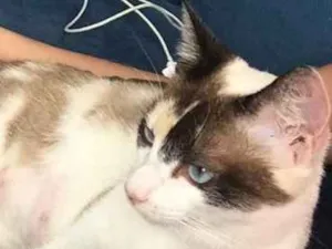 Gato raça Sem Raça Definida idade 7 a 11 meses nome Lili