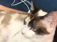 Lili