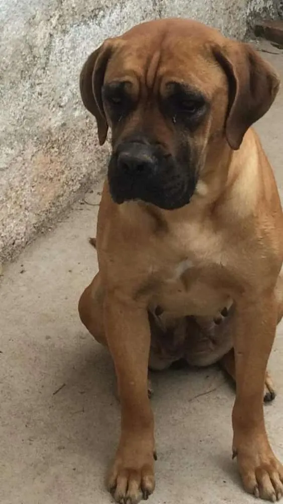 Cachorro ra a Boxer idade 3 anos nome Chanel