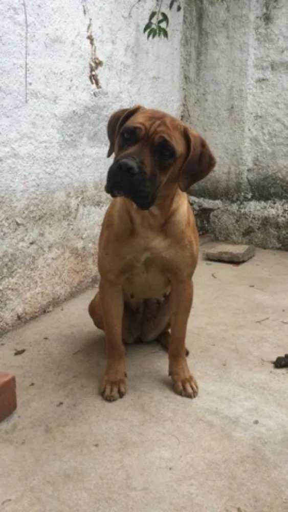 Cachorro ra a Boxer idade 3 anos nome Chanel