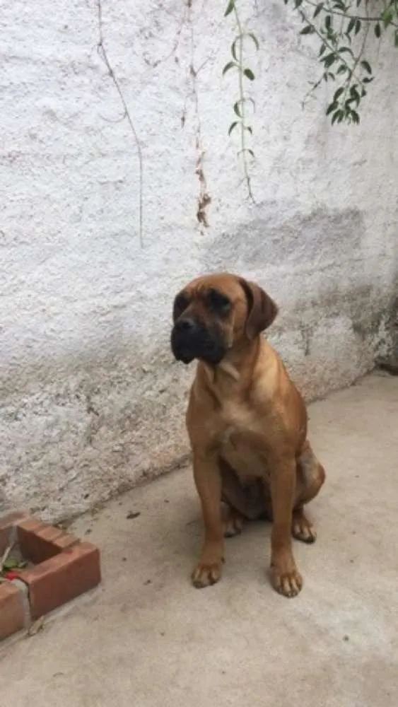 Cachorro ra a Boxer idade 3 anos nome Chanel