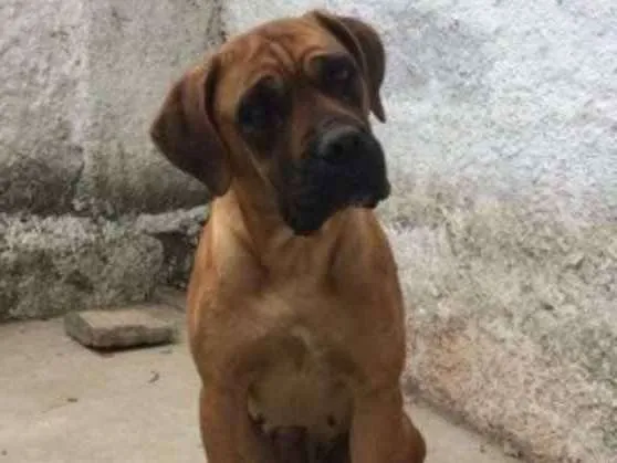 Cachorro ra a Boxer idade 3 anos nome Chanel