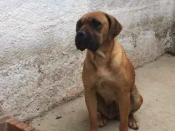 Cachorro ra a Boxer idade 3 anos nome Chanel