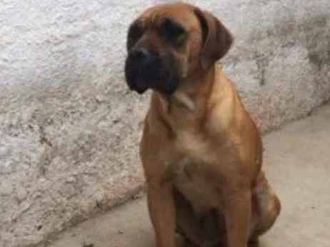 Cachorro ra a Boxer idade 3 anos nome Chanel
