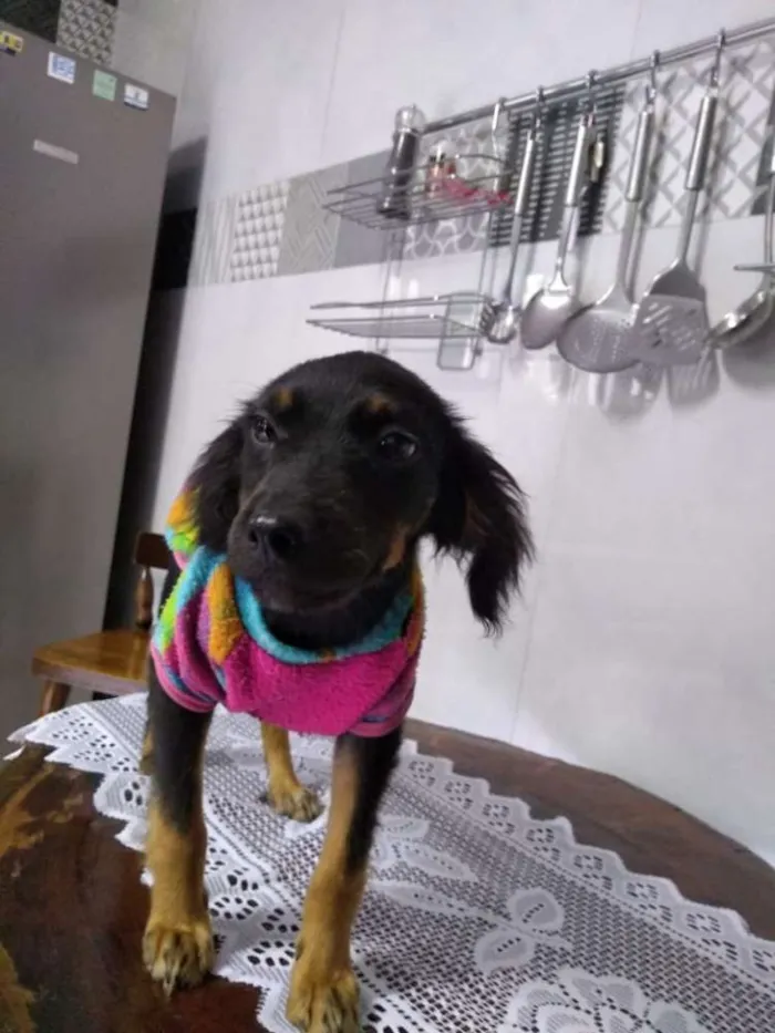 Cachorro ra a Boxer idade 3 anos nome Chanel