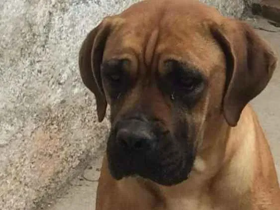 Cachorro ra a Boxer idade 3 anos nome Chanel