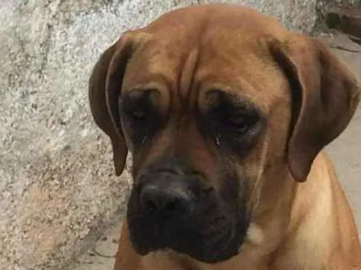 Cachorro ra a Boxer idade 3 anos nome Chanel