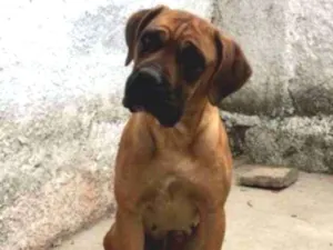 Cachorro raça Boxer idade 3 anos nome Chanel