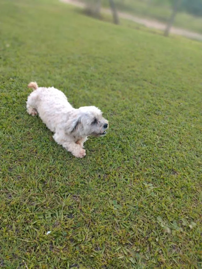 Cachorro raça Lhasa idade 5 anos nome Max