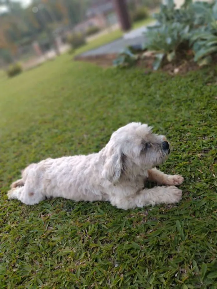 Cachorro raça Lhasa idade 5 anos nome Max