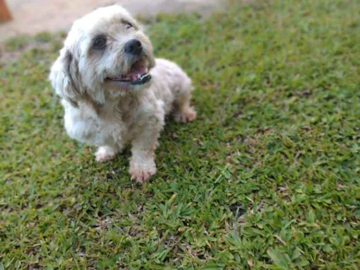 Cachorro raça Lhasa idade 5 anos nome Max