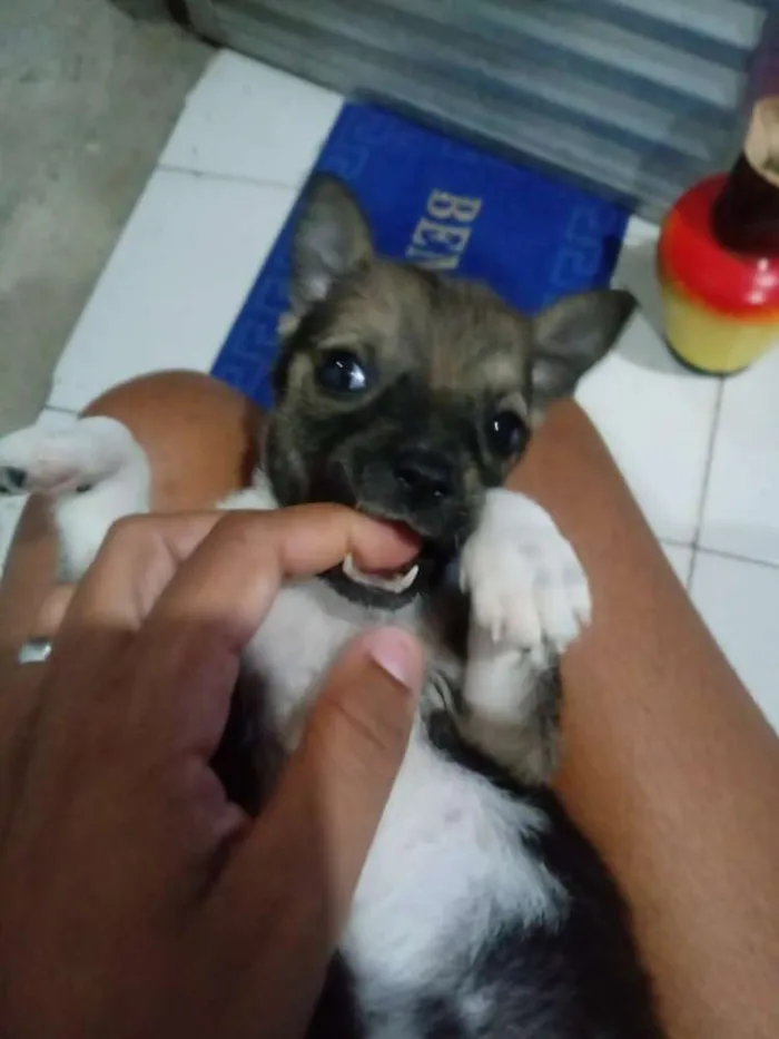 Cachorro raça Srd idade 2 a 6 meses nome Filhote