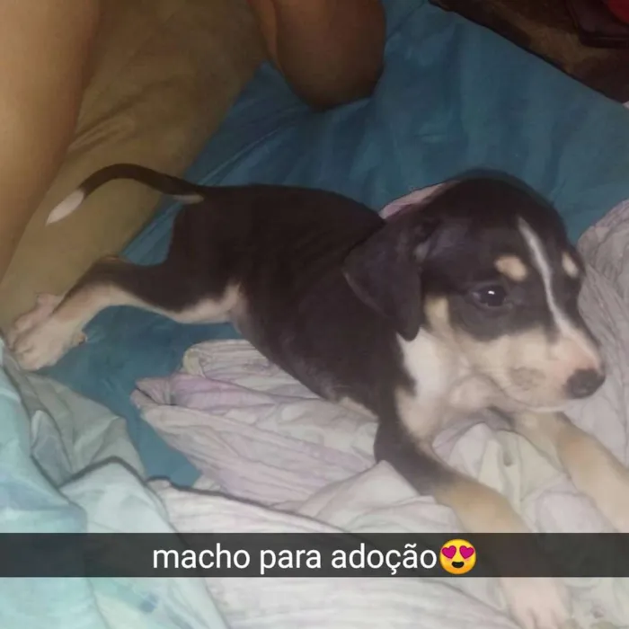 Cachorro raça Srd idade 2 a 6 meses nome Filhote