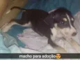 Filhote