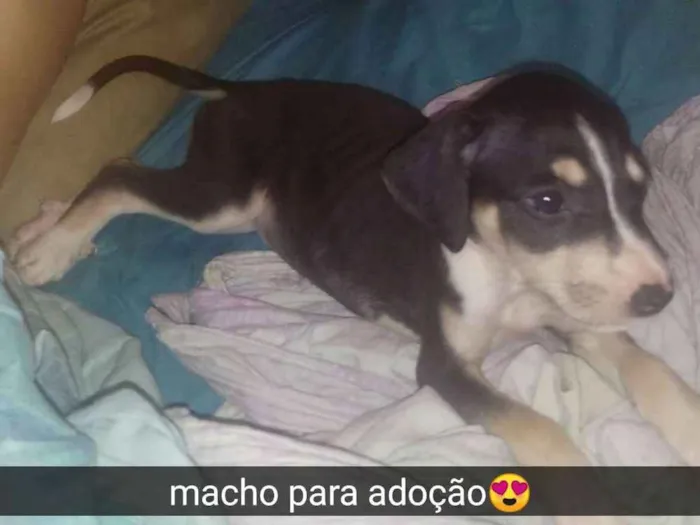 Cachorro raça Srd idade 2 a 6 meses nome Filhote