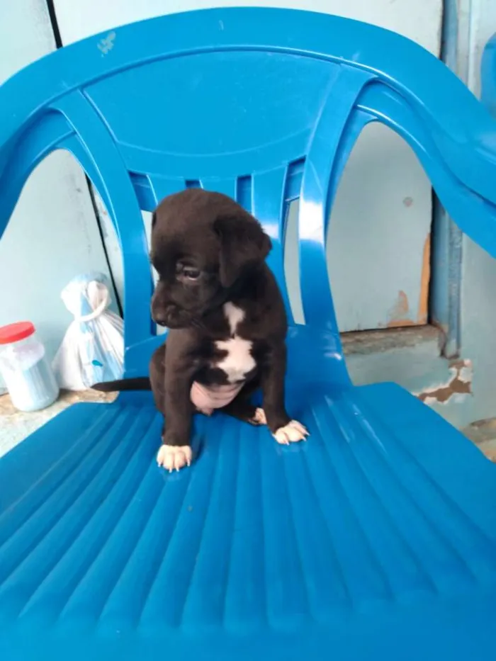 Cachorro ra a Vira lata idade Abaixo de 2 meses nome Cachorro