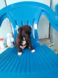 Cachorro
