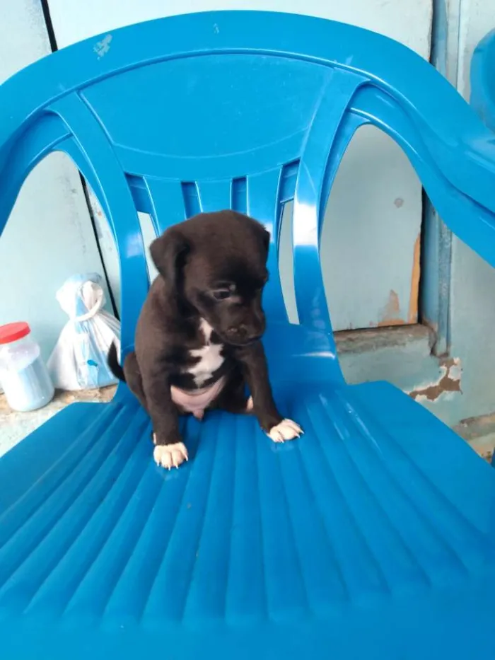 Cachorro ra a Vira lata idade Abaixo de 2 meses nome Cachorro
