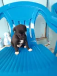 Cachorro
