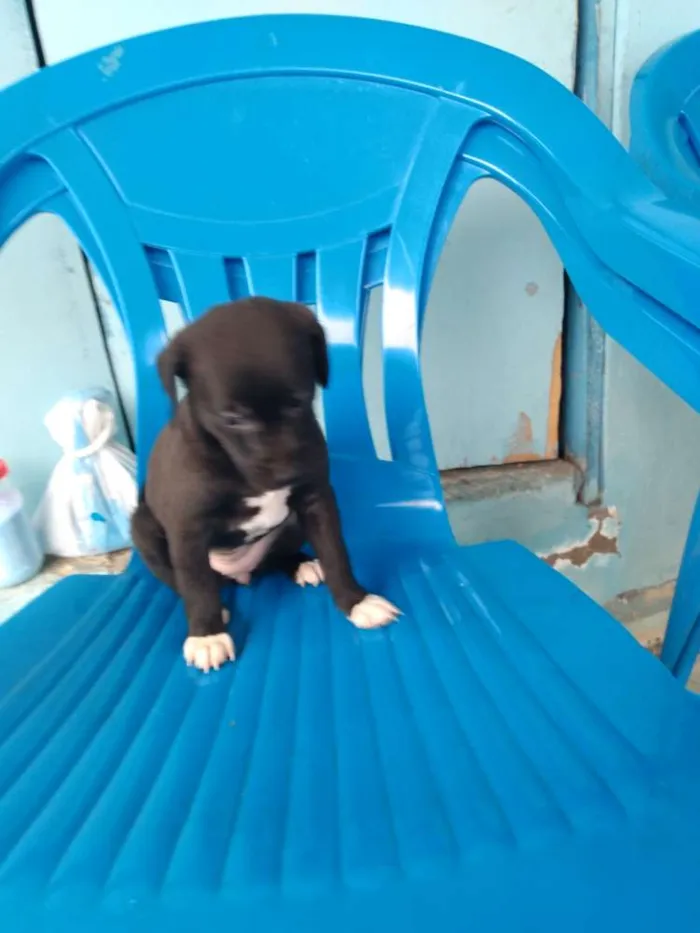 Cachorro ra a Vira lata idade Abaixo de 2 meses nome Cachorro