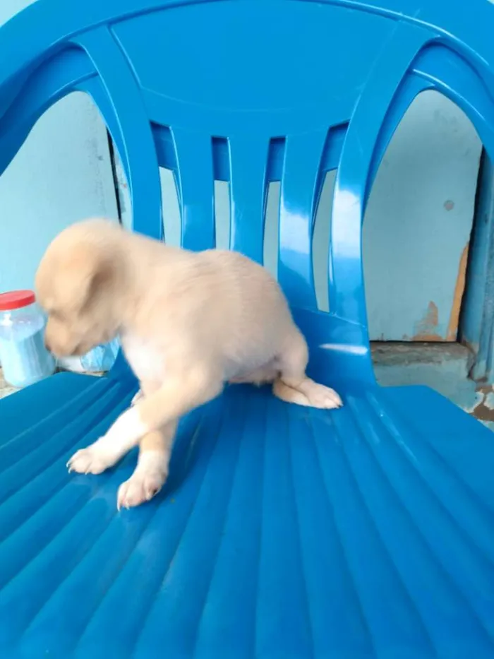 Cachorro ra a Vira lata idade Abaixo de 2 meses nome Cachorro