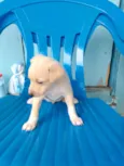 Cachorro