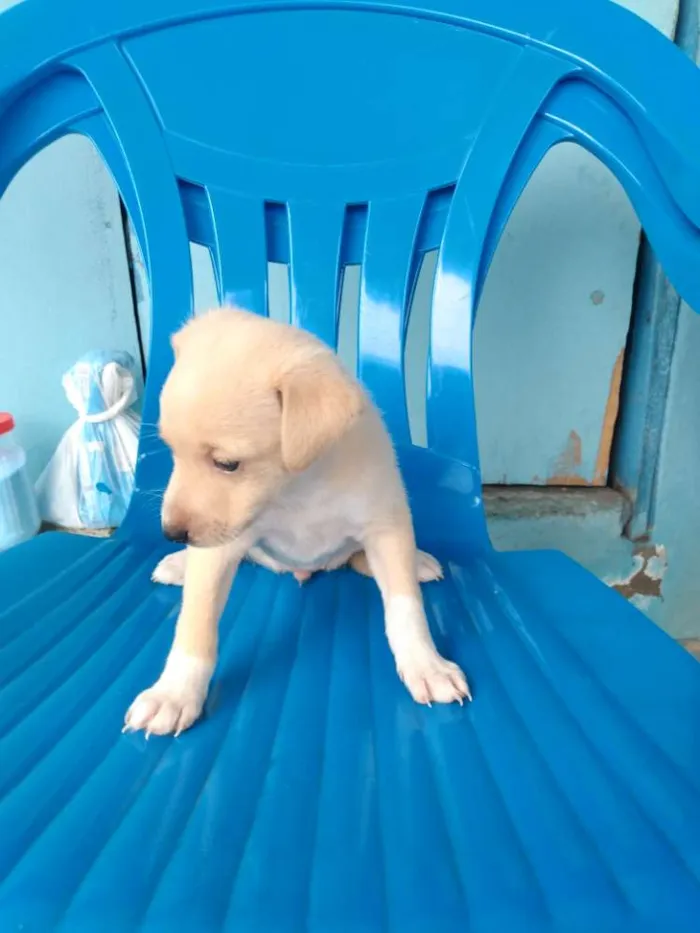 Cachorro ra a Vira lata idade Abaixo de 2 meses nome Cachorro