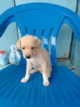 Cachorro