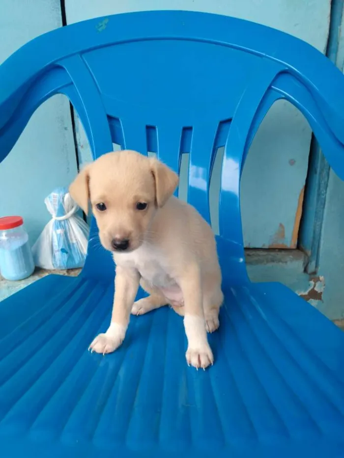 Cachorro ra a Vira lata idade Abaixo de 2 meses nome Cachorro