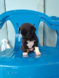 Cachorro