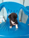 Cachorro
