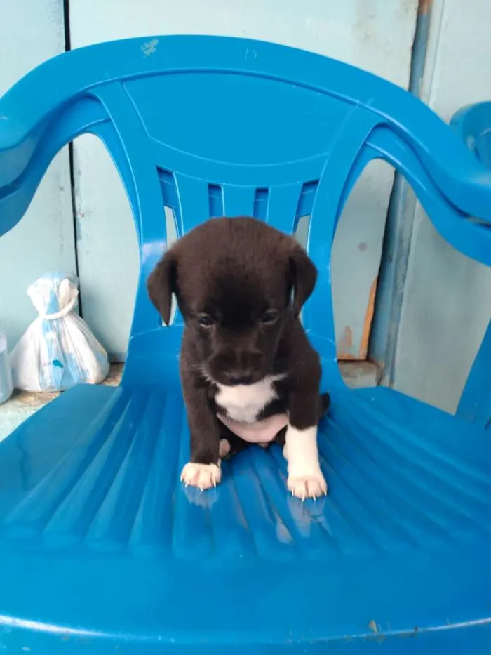 Cachorro ra a Vira lata idade Abaixo de 2 meses nome Cachorro