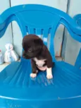 Cachorro
