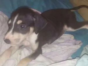 Cachorro raça Srd idade 2 a 6 meses nome Filhote