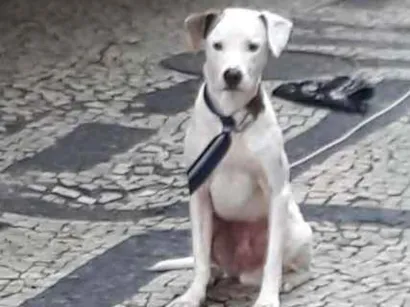Cachorro raça Vira Lata idade 2 anos nome SCOTT