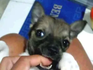 Cachorro raça Srd idade 2 a 6 meses nome Filhote