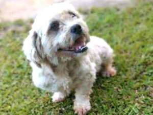 Cachorro raça Lhasa idade 5 anos nome Max