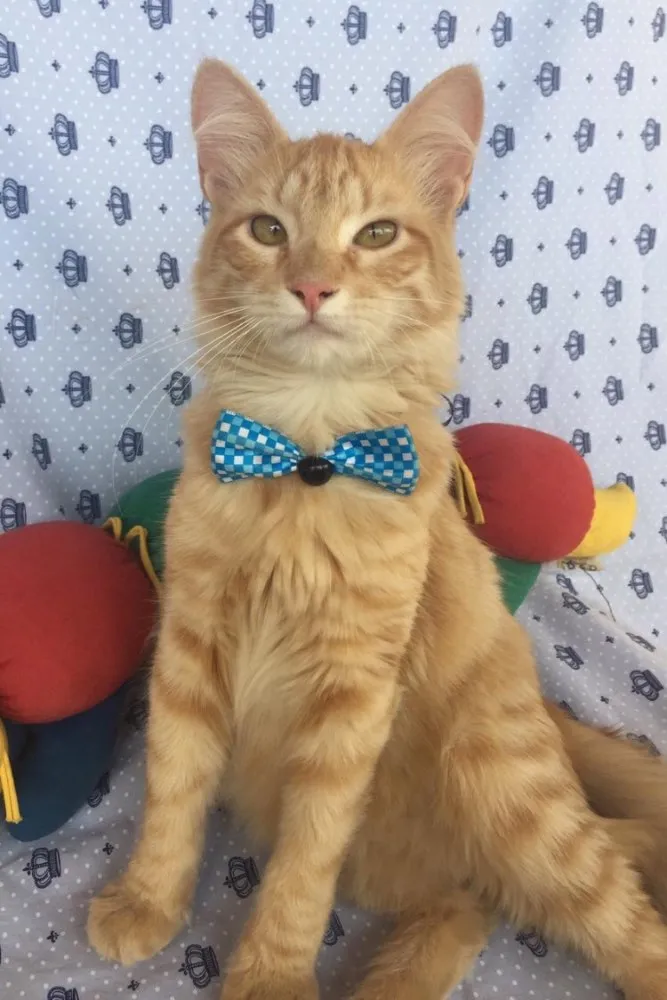 Gato ra a SRD  idade 7 a 11 meses nome SIMBA