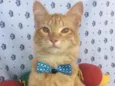 SIMBA