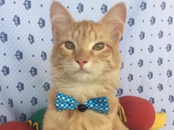 Gato ra a SRD  idade 7 a 11 meses nome SIMBA