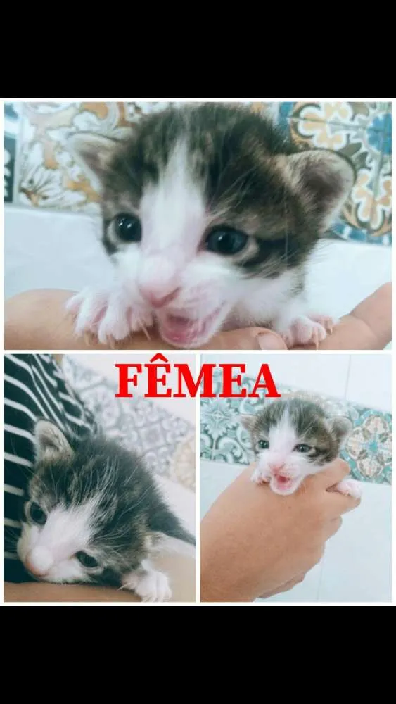 Gato ra a Sem raça definida  idade Abaixo de 2 meses nome Anjos 