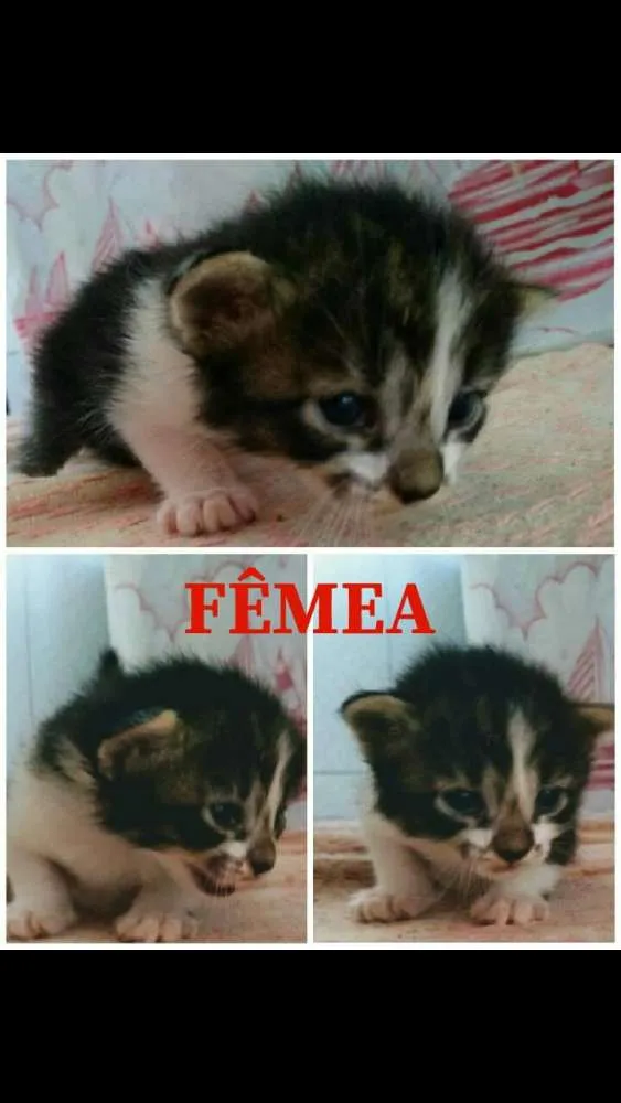 Gato ra a Sem raça definida  idade Abaixo de 2 meses nome Anjos 