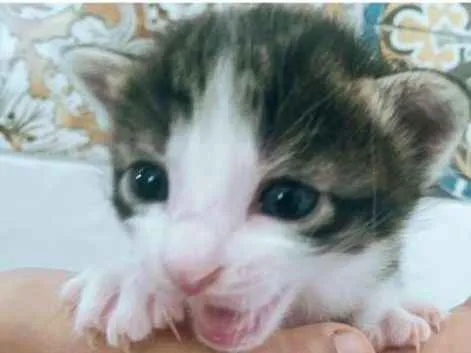 Gato ra a Sem raça definida  idade Abaixo de 2 meses nome Anjos 