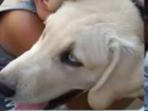 Cachorro raça LABRADOR - JÁ FOI ADOTADO OBGA idade 1 ano nome BLUE