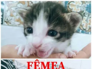 Gato raça Sem raça definida  idade Abaixo de 2 meses nome Anjos 