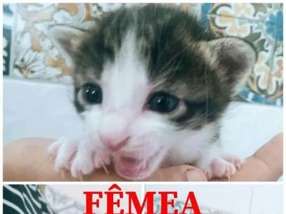 Gato ra a Sem raça definida  idade Abaixo de 2 meses nome Anjos 